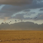 Blue Cranes in Flight